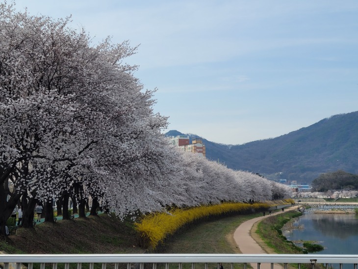 (상주시 계림동)북천 벚꽃 산책로.jpg